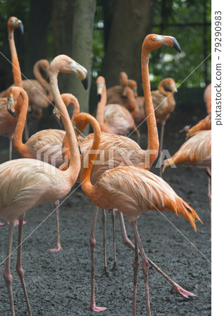 Group of pink flamingos at the zoo 79290983