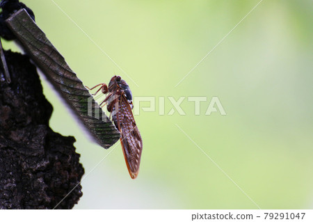 Brown cicada Brown cicada 79291047