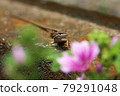 Lizard portrait 79291048