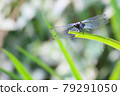 Dragonfly and staring contest 79291050