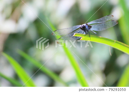Dragonfly and staring contest Dragonfly and staring contest 79291050