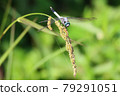 Grass that weighs dragonflies 79291051
