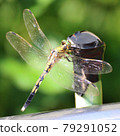Close-up of dragonfly 79291052