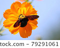Bee's work 79291061