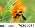 Bee bite 79291062