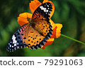 Indian Fritillary? 79291063