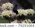 Higambuna and blackcurrant 79291064