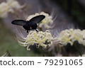 Spangle dancing on cluster amaryllis 79291065
