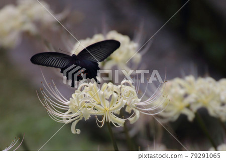 Spangle dancing on cluster amaryllis Spangle dancing on cluster amaryllis 79291065