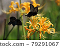 Spangle dating 79291067