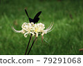 Spangle riding a cluster amaryllis 79291068