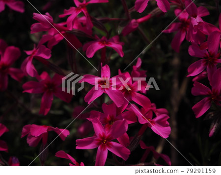 Shibazakura Shibazakura 79291159