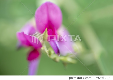萩花 79291228