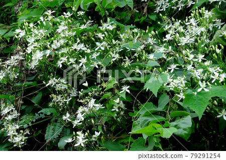 Clematis blooming on the bank [Tsukui, Sagamihara City, August] 79291254