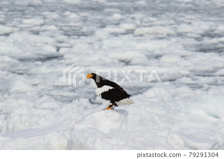 棲息在流冰上的虎頭海雕 79291304