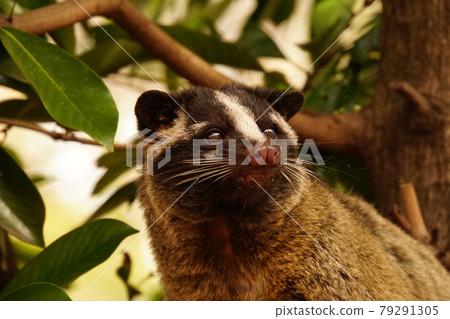 蒙面棕櫚果子狸 18 79291305