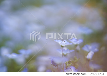 喜林草 喜林草 79291731