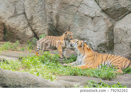 Amur Tora Amur Tora 79292261