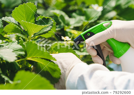 Sprinkle pesticides on strawberry seedlings 79292600