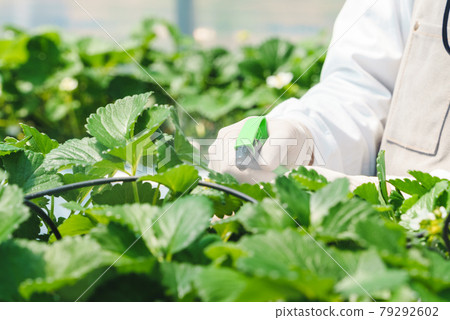 Sprinkle pesticides on strawberry seedlings 79292602