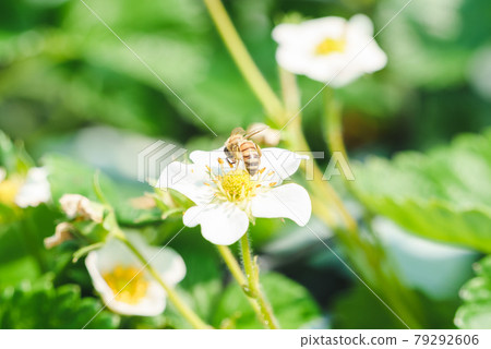 Strawberry flowers and bees 79292606