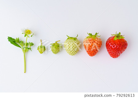 Strawberry growth process Strawberry growth process 79292613