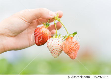 三顆草莓排成一排 79292686