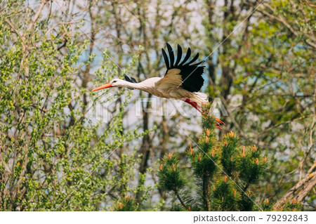 Adult European White Stork Fly Flying Against Green Forest Woods. Ciconia Ciconia. 79292843