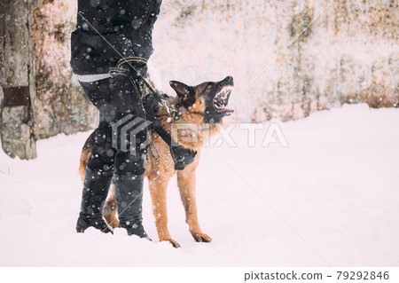 Training Of Purebred German Shepherd Young Dog Or Alsatian Wolf Dog. Attack And Defence. Winter Snowy Day 79292846