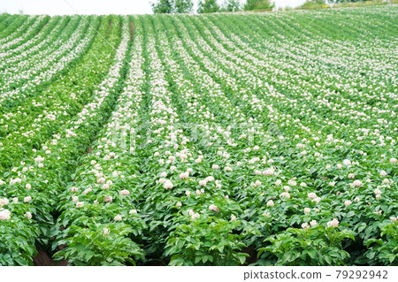 Potato field agricultural products Hokkaido Potato field agricultural products Hokkaido 79292942