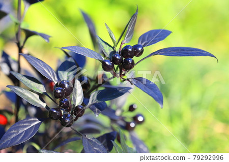 Black pearl red and black fruit 79292996