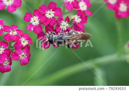 Haranagatsuchibachi 吮吸初夏公園盛開的蓍草花蜜 79293033