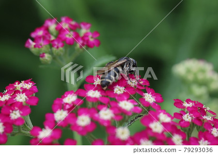 Haranagatsuchibachi 吮吸初夏公園盛開的蓍草花蜜 Haranagatsuchibachi 吮吸初夏公園盛開的蓍草花蜜 79293036
