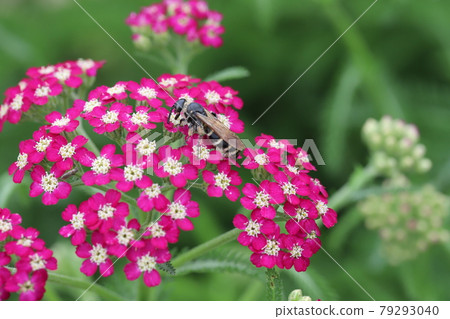 Haranagatsuchibachi 吮吸初夏公園盛開的蓍草花蜜 79293040