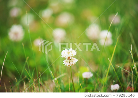 White clover on one side White clover on one side 79293146