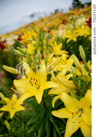 Lily flower garden 79293189