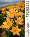 Lily flower garden 79293193