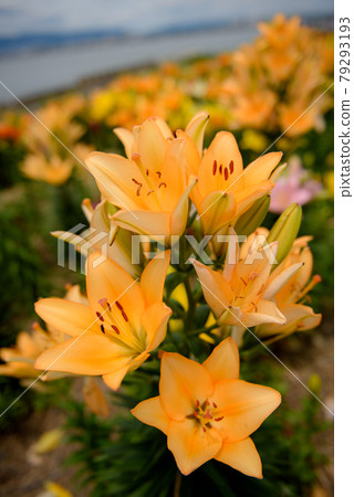 百合花園 百合花園 79293193
