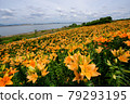 Lily flower garden 79293195