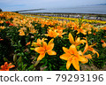 Lily flower garden 79293196
