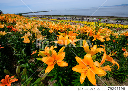 Lily flower garden 79293196