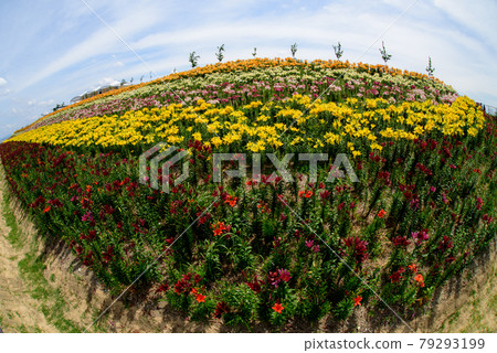 Lily flower garden 79293199