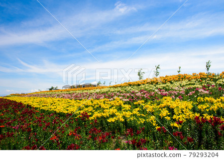 百合花園 79293204