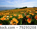Lily flower garden 79293208