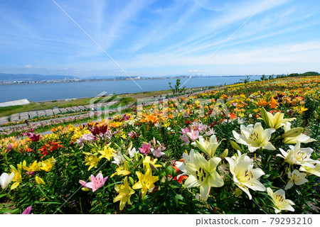 Lily flower garden 79293210