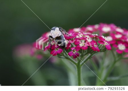 Haranagatsuchibachi sucking the nectar of Yarrow blooming in the park in early summer Haranagatsuchibachi sucking the nectar of Yarrow blooming in the park in early summer 79293326