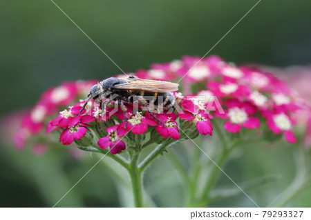 Haranagatsuchibachi sucking the nectar of Yarrow blooming in the park in early summer Haranagatsuchibachi sucking the nectar of Yarrow blooming in the park in early summer 79293327