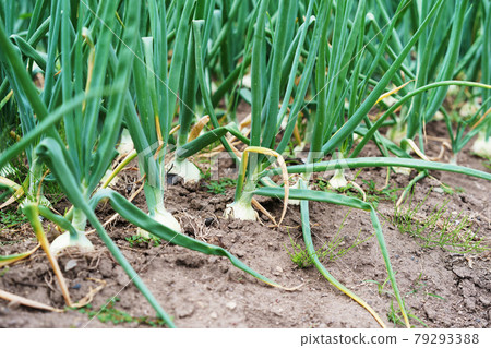 Onion field agricultural products Hokkaido Onion field agricultural products Hokkaido 79293388