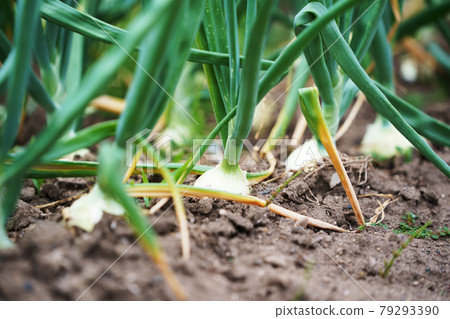 洋蔥田農產品北海道 79293390