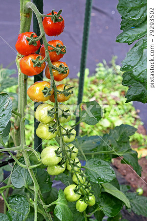 Mini tomatoes in the vegetable garden (confet) 79293502